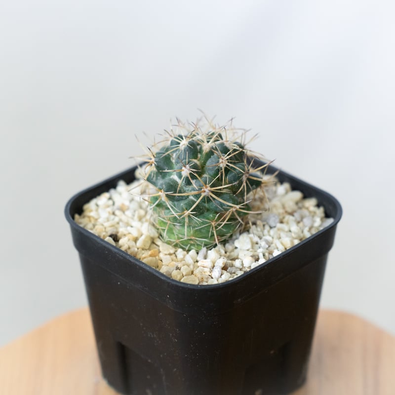 コリファンタ 象牙丸 実生 Coryphantha elephantidens サボテン 多肉