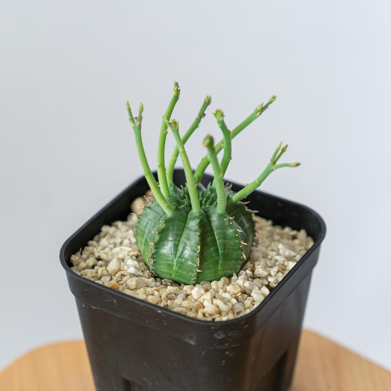 【美株】ユーフォルビアバリダ 国内実生株 塊根植物　サボテン スーパーバリダ ユーフォルビア スーパーバリダ 国内実生株 | mana's farm:塊根
