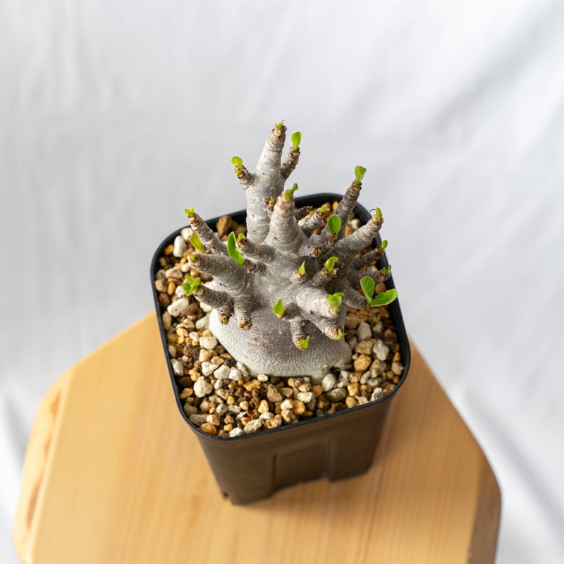 アデニウム アラビカム ブラックスキン【発根管理中】Adenium Arabicum