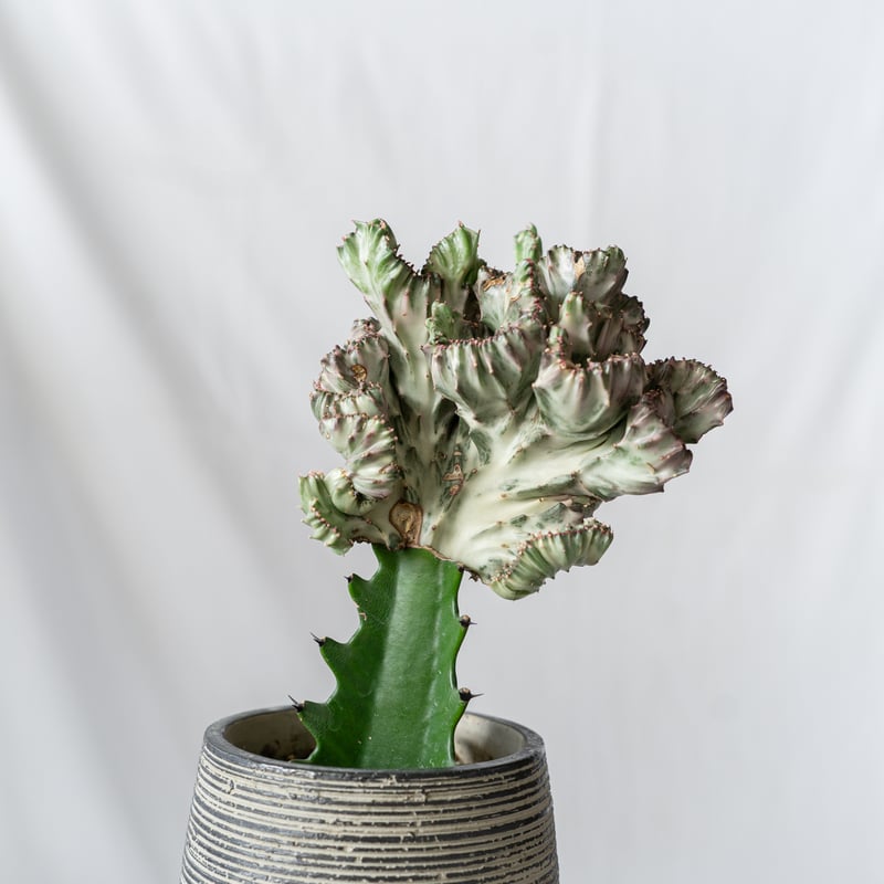 ユーフォルビア マハラジャ Euphorbia lactea 鉢セット 塊根植物 多肉