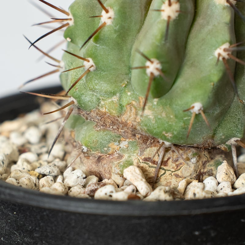コピアポア 黒王丸 実生 Copiapoa cinerea サボテン 多肉植物 珍奇植物