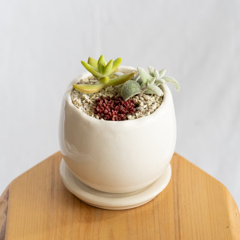 多肉植物 寄せ植え 鉢セット インテリア 多肉植物 観葉植物 珍奇植物