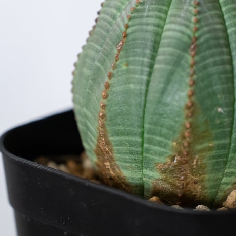 ユーフォルビア オベサ 実生 Euphorbia obesa 多肉植物 珍奇植物 静岡 ANTIDOTE 通販 S1490