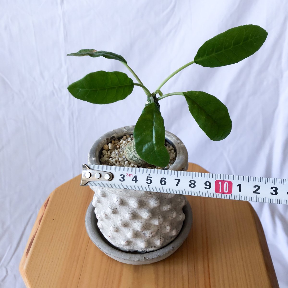 ドルステニア フォエチダ Dorstenia 塊根植物 コーデックス 珍奇植物