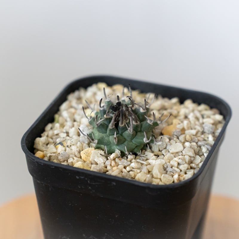 ツルビニカルプス 昇竜丸 実生 Turbinicarpus Schmiedickeanus サ