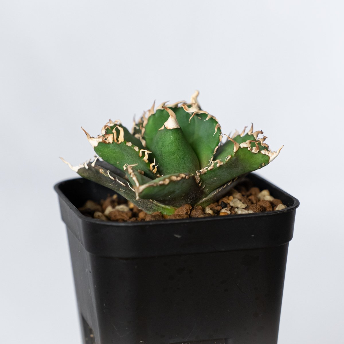 アガベ　チタノタ　金剛　塊根植物　コーデックス アガベ チタノタ 金剛 OC株【発根管理中】Agave titanota adamantine