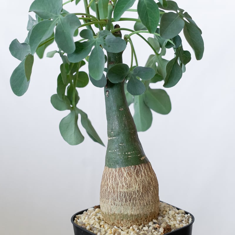 アデニア グラウカ 幻蝶かずら Adenia glauca 塊根植物 コーデックス