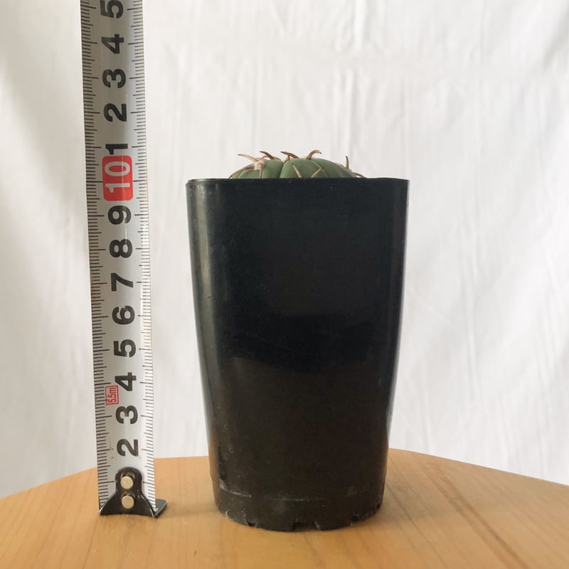 エキノカクタス 翠平丸 実生 美株 Echinocactus horizonthalonius
