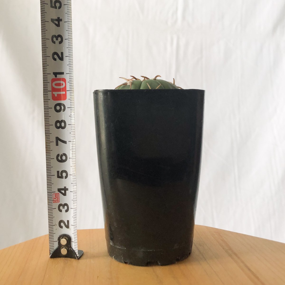 エキノカクタス 翠平丸 実生 美株 Echinocactus horizonthalonius