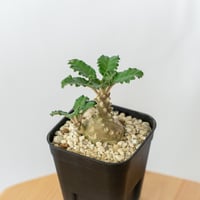 ドルステニア ラブラニー Dorstenia Dorstenia lavrani 塊根植物 多肉植物 珍奇植物 静岡 ANTIDOTE 通販 S508