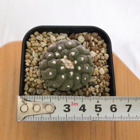 アストロフィツム 亀甲兜 リザードスキン 綴化 実生 Astrophytum Asteria 多肉植物 サボテン 珍奇植物 静岡 ANTIDOTE 通販 S1244