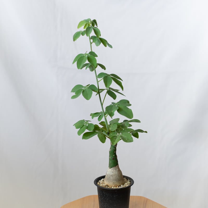 アデニア グラウカ 幻蝶かずら Adenia glauca 塊根植物 コーデックス