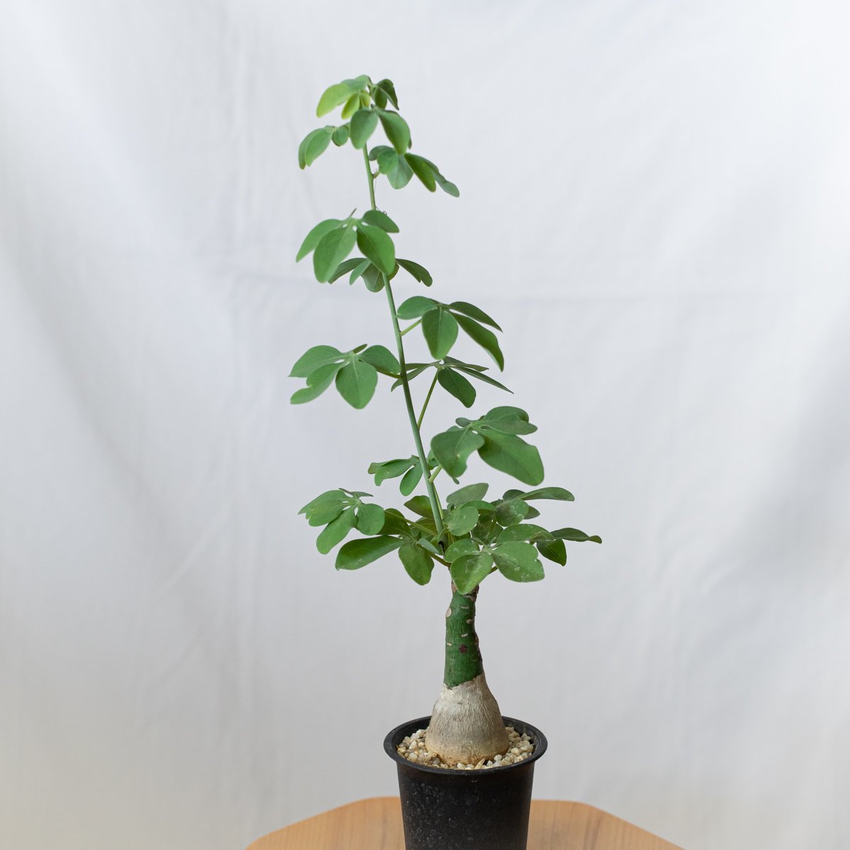 アデニア　グラウカ　Adenia glauca 幻蝶かずら アデニア グラウカ（幻蝶かずら）043 – linkplants -リンクプランツ-
