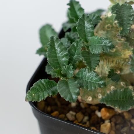 ドルステニア ラブラニー 実生 Dorstenia Dorstenia lavrani 塊根植物 コーデックス 多肉植物 珍奇植物 静岡 ANTIDOTE 通販 S1458