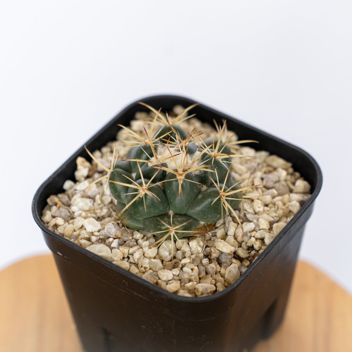 コリファンタ 象牙丸 実生 Coryphantha elephantidens サボテン 多肉
