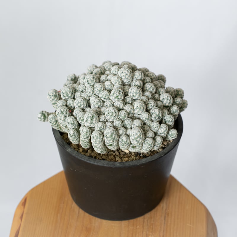 マミラリア 姫春星 群生株 実生 Mammillaria humboldtii var.cae