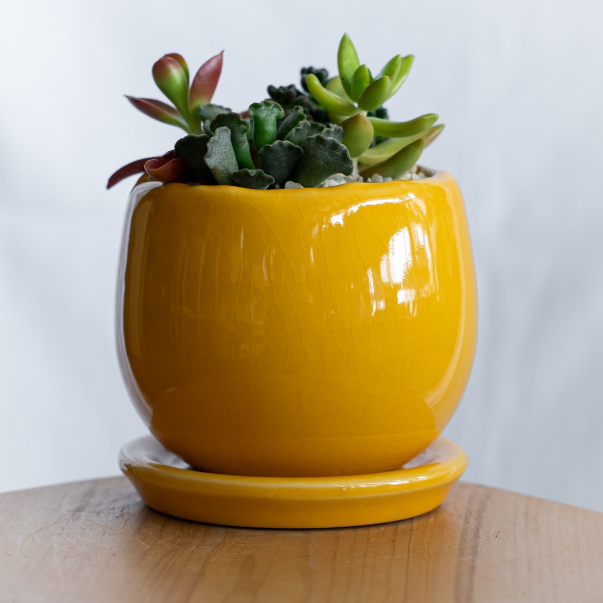 多肉植物 寄せ植え 鉢セット インテリア 多肉植物 観葉植物 珍奇植物