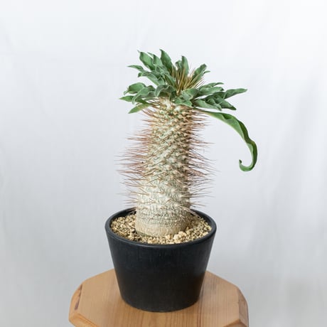 パキポディウム ナマクアナム 実生 塊根植物 コーデックス コーデックス：パキポディウム 光堂 実生*塊根幅12cm 現品！一品