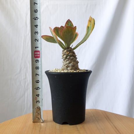 ユーフォルビア ポイゾニー錦  Euphorbia poissonii 多肉植物 珍奇植物 静岡 ANTIDOTE 通販 S558