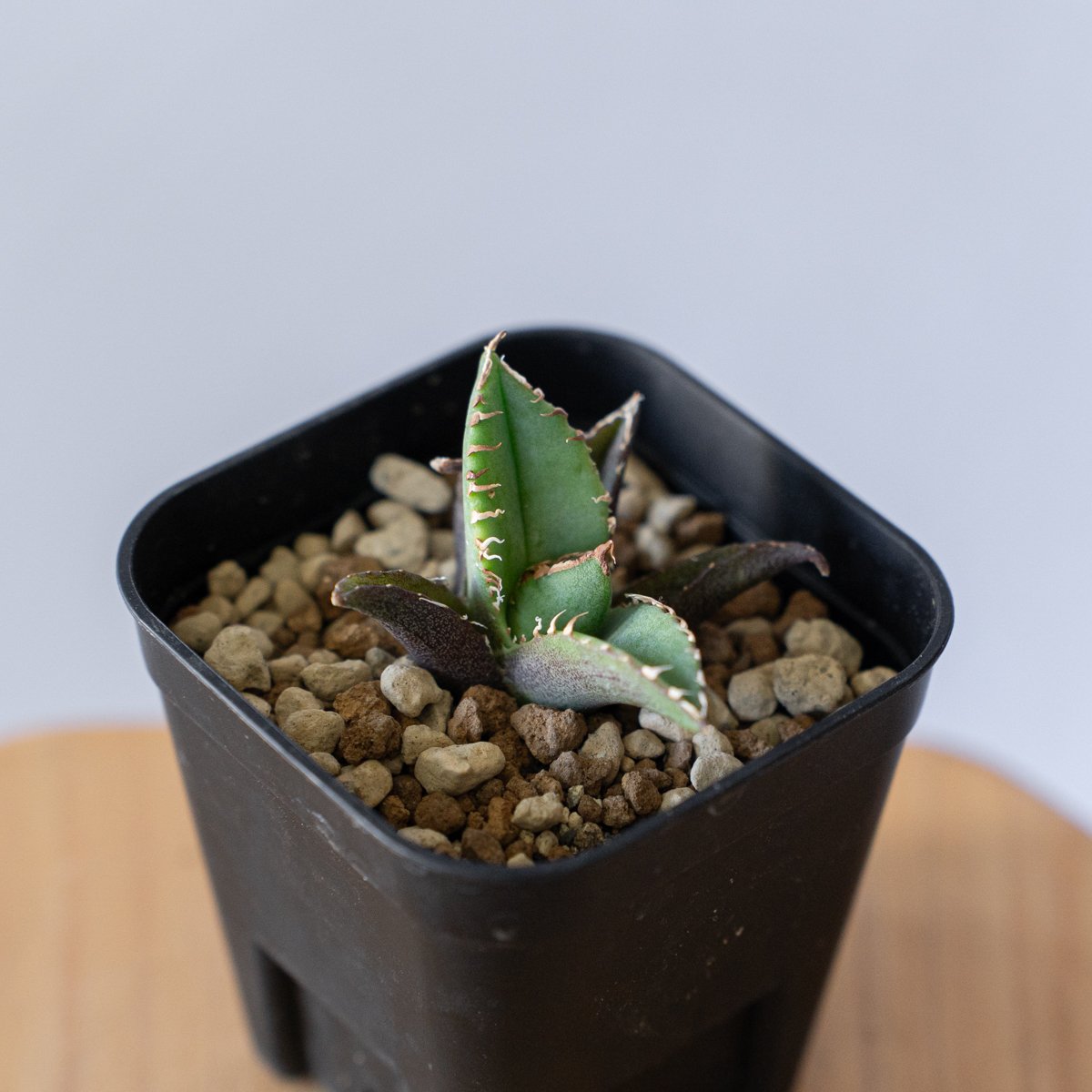 アガベ チタノタ 清櫻【発根管理中】 TC Agave titanota Seiou 多肉植物