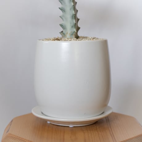 ユーフォルビア ホワイトゴースト 鉢セット Euphorbia lactea White Ghost 多肉植物 観葉植物 珍奇植物 静岡 ANTIDOTE 通販 S1119