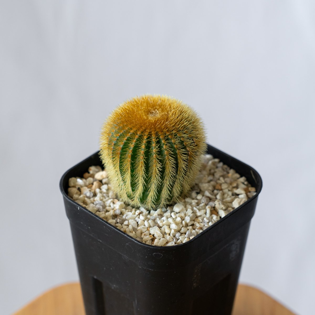 ユーベルマニア エリオカクトイデス 実生 Uebelmannia pectinifera v.