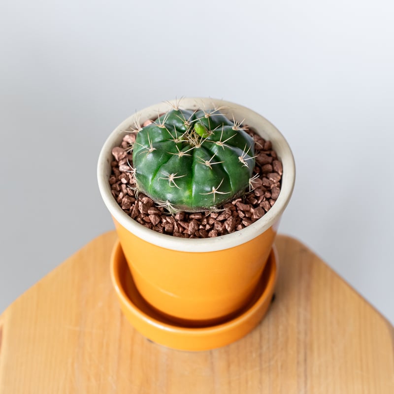 ギムノカリキウム 翠晃冠 鉢セット Gymnocalycium anisitsii サボテン