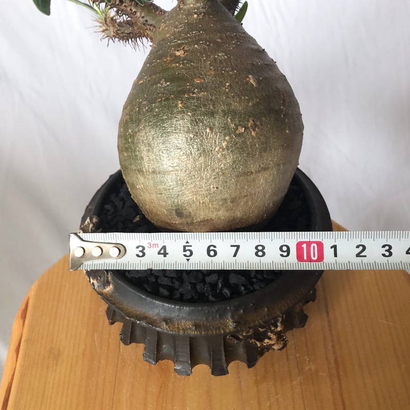 塊根植物 グラキリス 現地球 with 自作鉢 3 保田修作鉢セット】パキポディウム グラキリス 現地球 pachypodhium