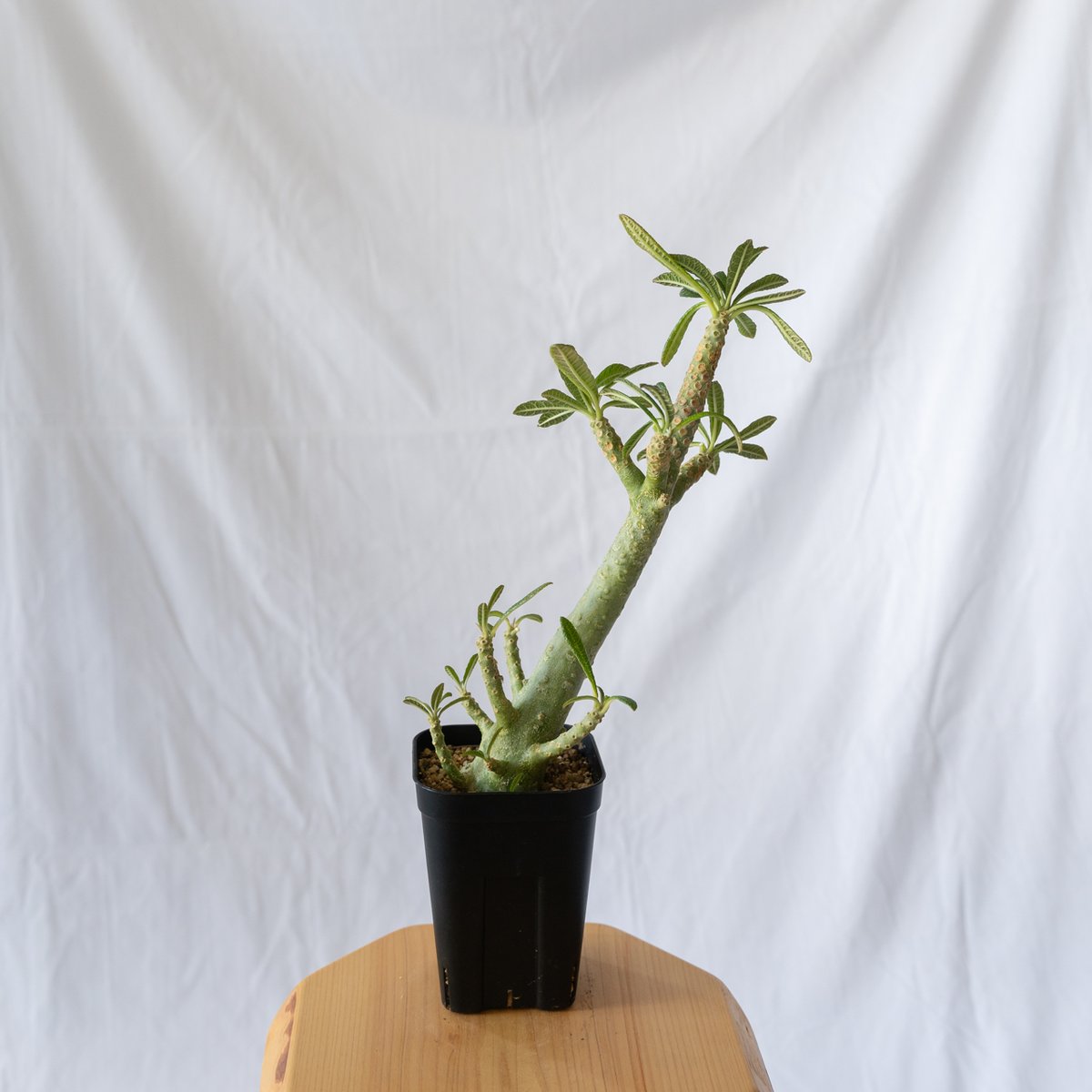 ドルステニアギガス確認用 ドルステニア ギガス Dorstenia gigas | mana's farm:塊根植物