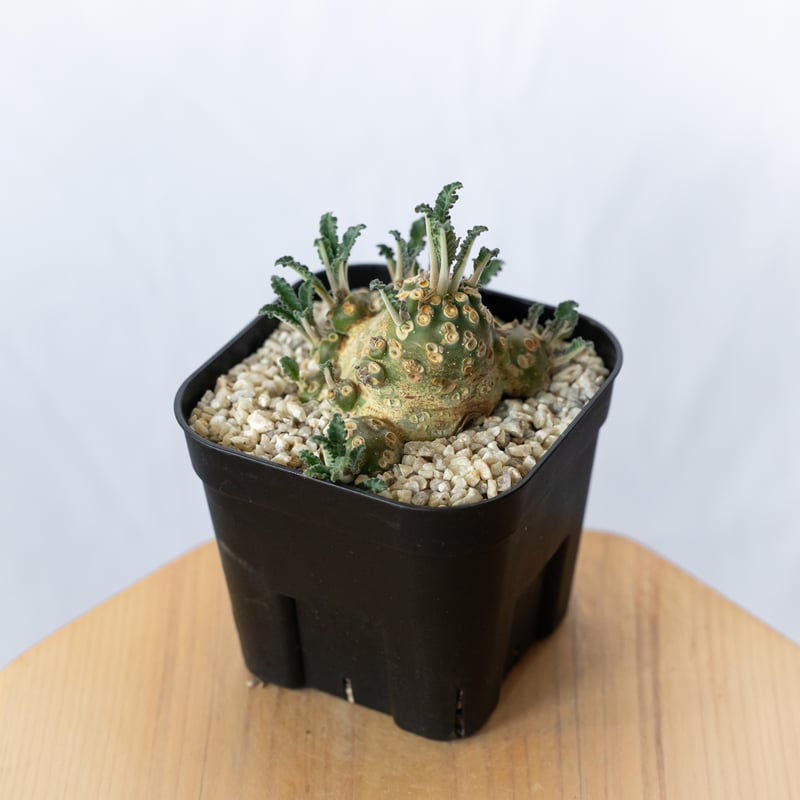 ドルステニア ラブラニー 美株 実生(輸入) Dorstenia Dorstenia lavr