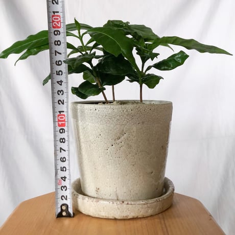 コーヒーの木 鉢セット Coffee tree 観葉植物 インテリアグリーン 珍奇植物 静岡 ANTIDOTE 通販 S1325