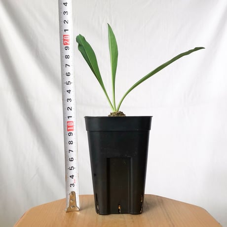 鉄甲丸 ユーフォルビア ブプレウリフォリア 実生 Euphorbia bupleurifolia 多肉植物 珍奇植物 静岡 ANTIDOTE 通販 S1383