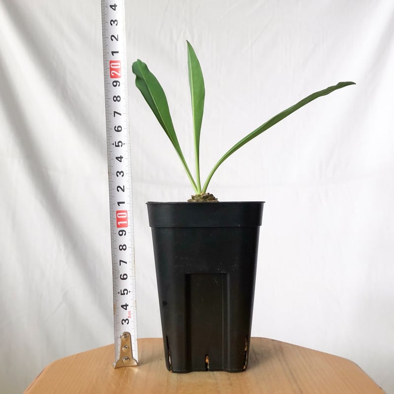 鉄甲丸 ユーフォルビア ブプレウリフォリア 実生 Euphorbia
