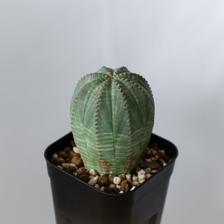 ユーフォルビア オベサ 実生 Euphorbia obesa 多肉植物 珍奇植物 静岡 ANTIDOTE 通販 S1431