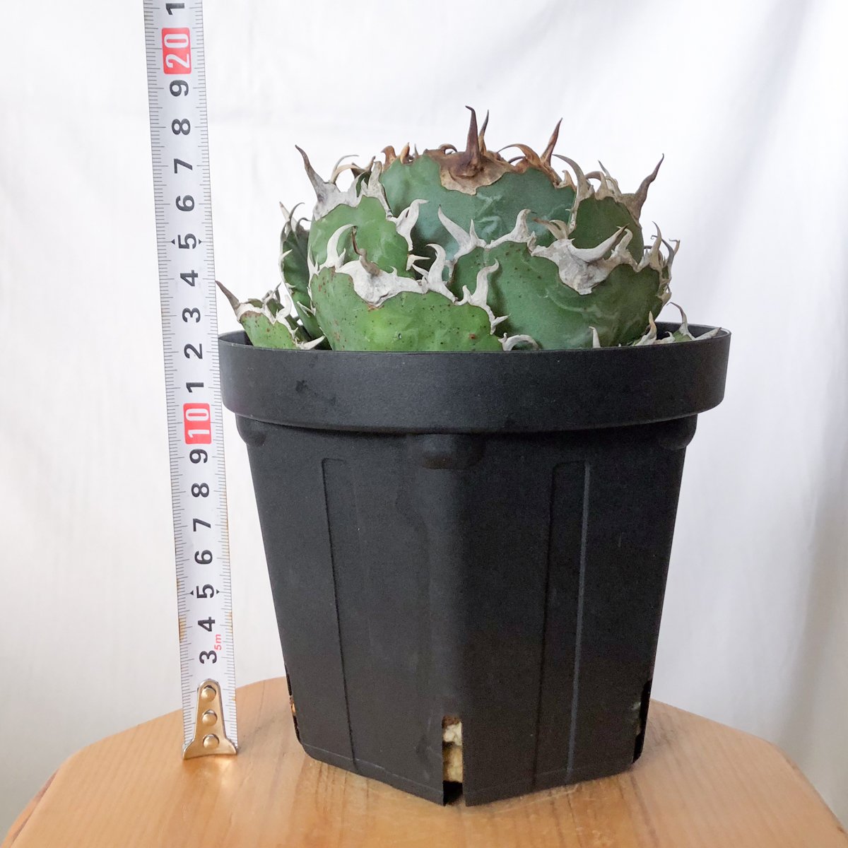 アガベ チタノタ 白鯨 特大株 【発根管理中】OC株 Agave titanota White