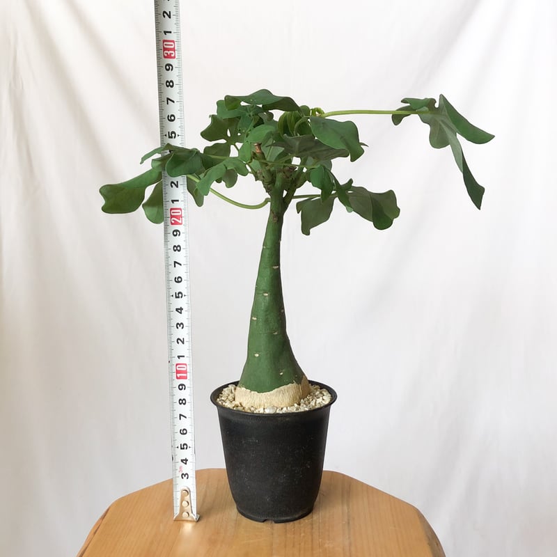アデニア グラウカ 幻蝶かずら Adenia glauca 塊根植物 コーデックス