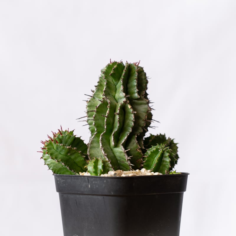 ユーフォルビア ポリゴナ Euphorbia polygona 多肉植物 珍奇植物 静岡