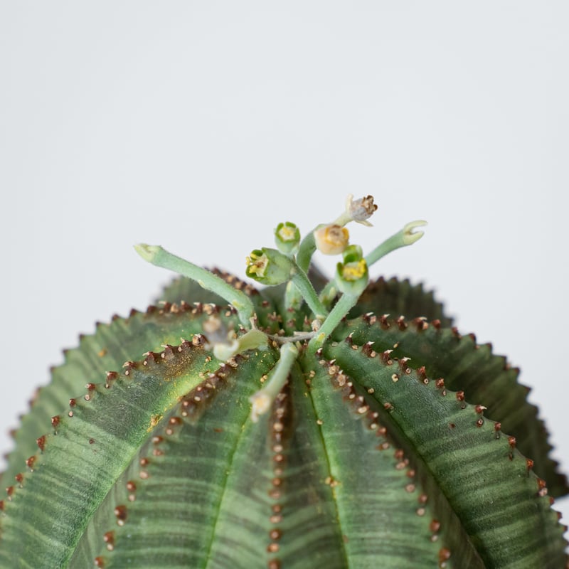 ④ ユーフォルビア オベサ 実生 大株 ユーフォルビア オベサ 大株 美株 実生 オールドオベサ Euphorbia