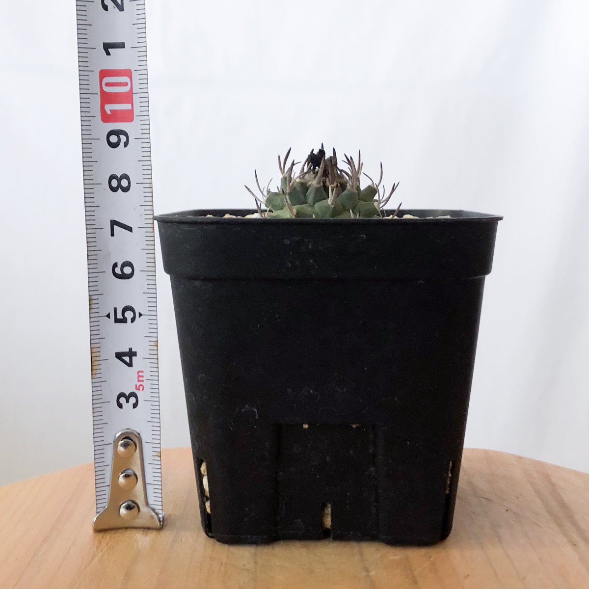 ツルビニカルプス 昇竜丸 実生 Turbinicarpus Schmiedickeanus サ