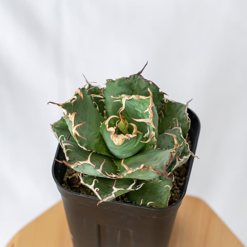 アガベ チタノタ 白鯨 Agave titanota White Whale 多肉植物 珍奇植