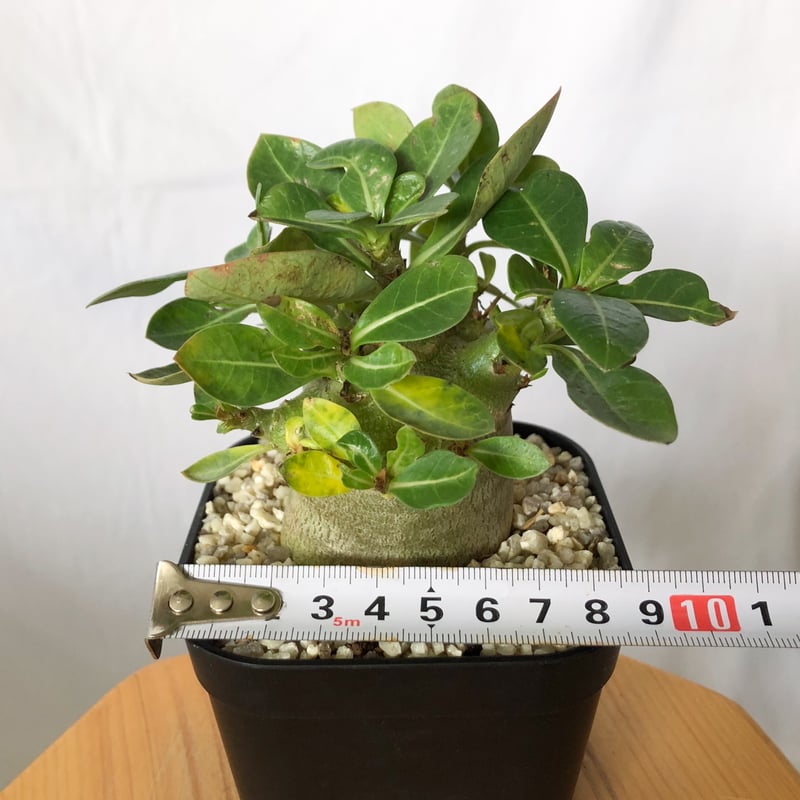 アデニウム アラビカム モンスター Adenium Arabicum Monster 塊根植物