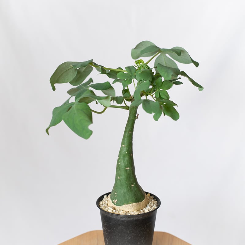 アデニア グラウカ 幻蝶かずら Adenia glauca 塊根植物 コーデックス
