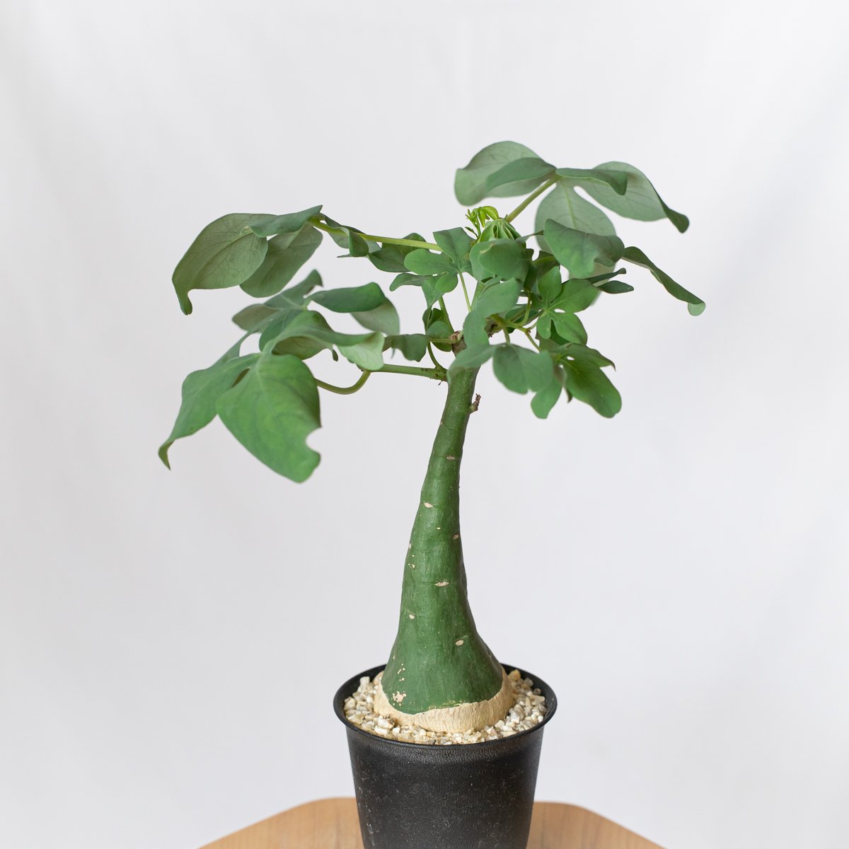 アデニア グラウカ 幻蝶かずら Adenia glauca 塊根植物 コーデックス