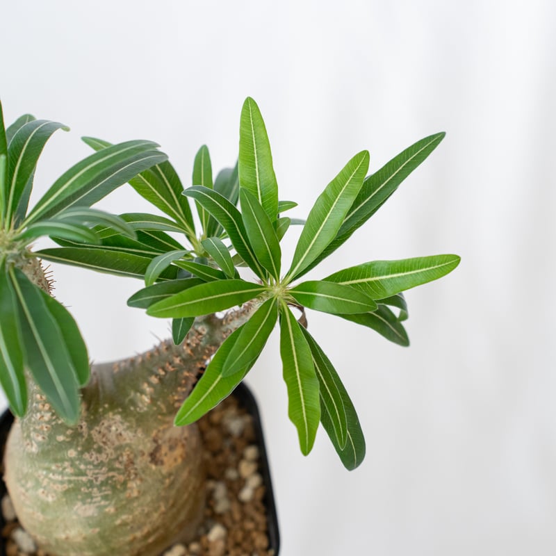 パキポディウム グラキリス 現地球 pachypodhium Gracilius 塊根植物 コ