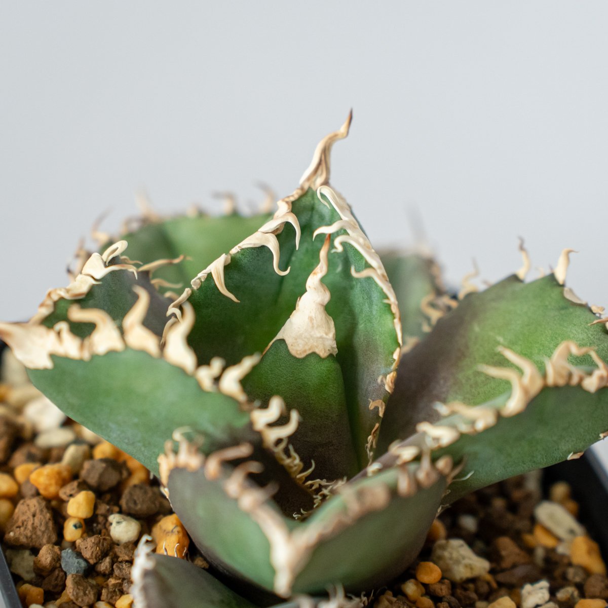 アガベ チタノタ 金剛 美株【発根管理中】TC株 Agave titanota