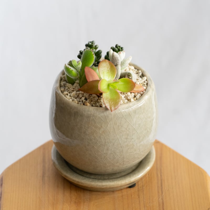 多肉植物 寄せ植え 鉢セット インテリア 多肉植物 観葉植物 珍奇植物