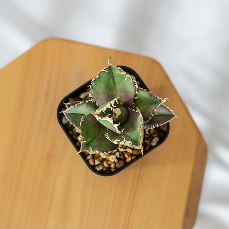 金剛　TC アガベ　チタノタ アガベ チタノタ 金剛 美株【発根管理中】TC株 Agave titanota