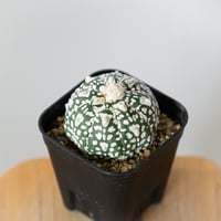 アストロフィツム スーパー兜 Vタイプ アロータイプ 実生 Astrophytum asterias Super Kabuto V サボテン 多肉植物 静岡 ANTIDOTE 通販 S1474