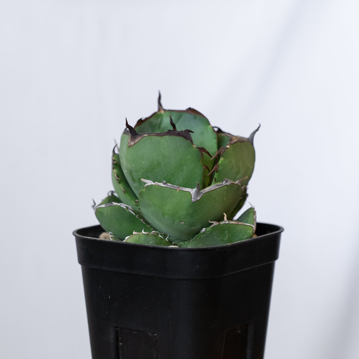 アガベ チタノタ 純血ジャガーノート 美株 OC株 Agave titanota Jugger