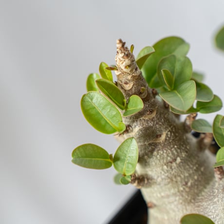 アデニウム アラビカム ブラックスキン 傷有り Adenium Arabicum Black Skin 塊根植物 コーデックス 珍奇植物 多肉植物 静岡 ANTIDOTE 通販 S515